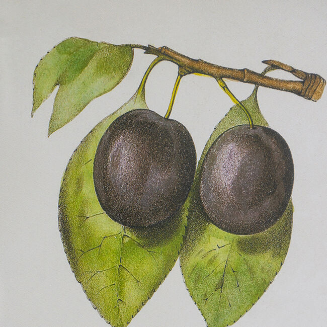 Botanical Wall Décor Set of 2 Black Frame Modern Wall Art