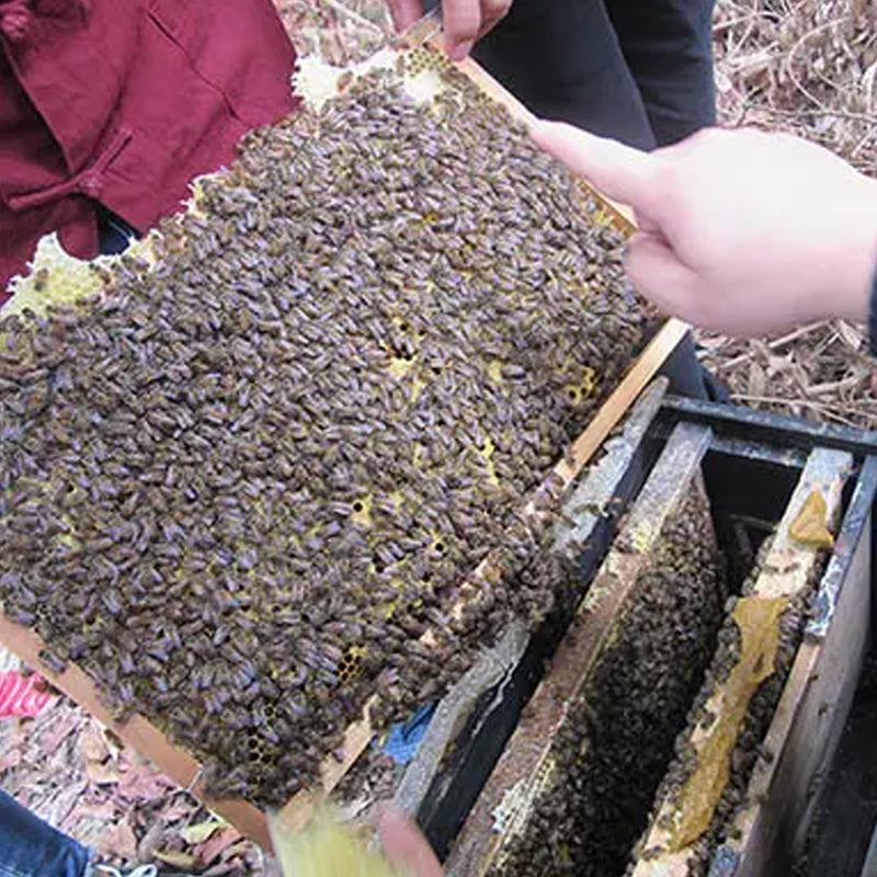 10 Pcs Unwaxed Assembled Wired Wooden Frames Beekeeping Supplies