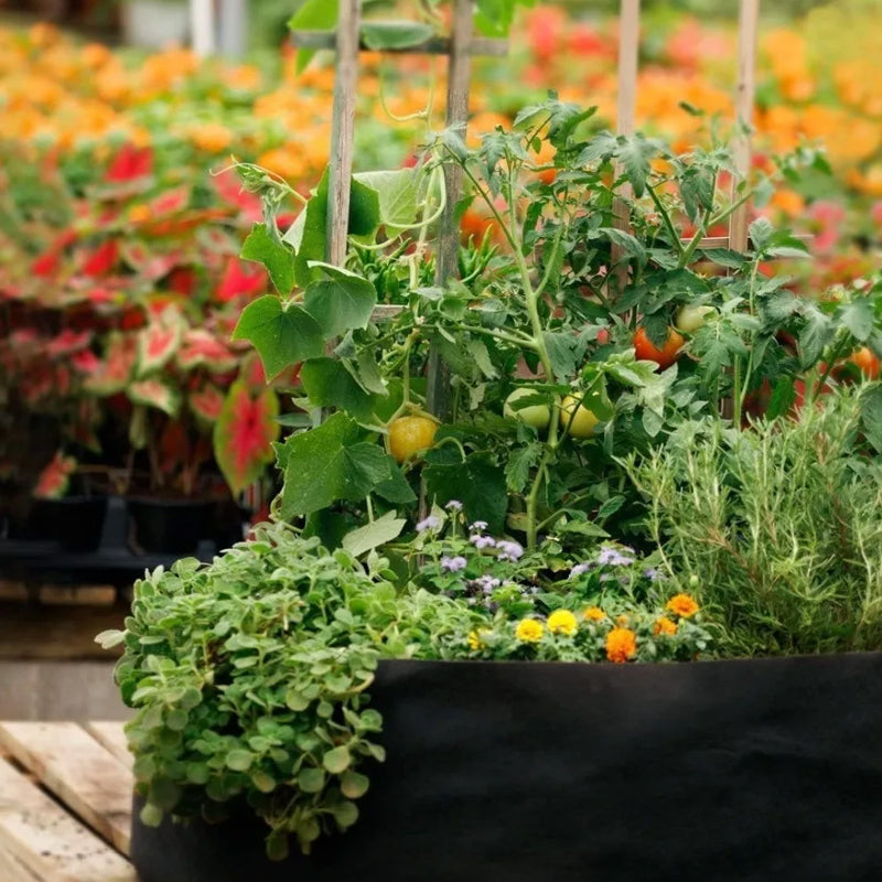 Non-Woven Fabric Reusable and Breathable Growing Planter Pots in 5, 10, and 20 Gallon