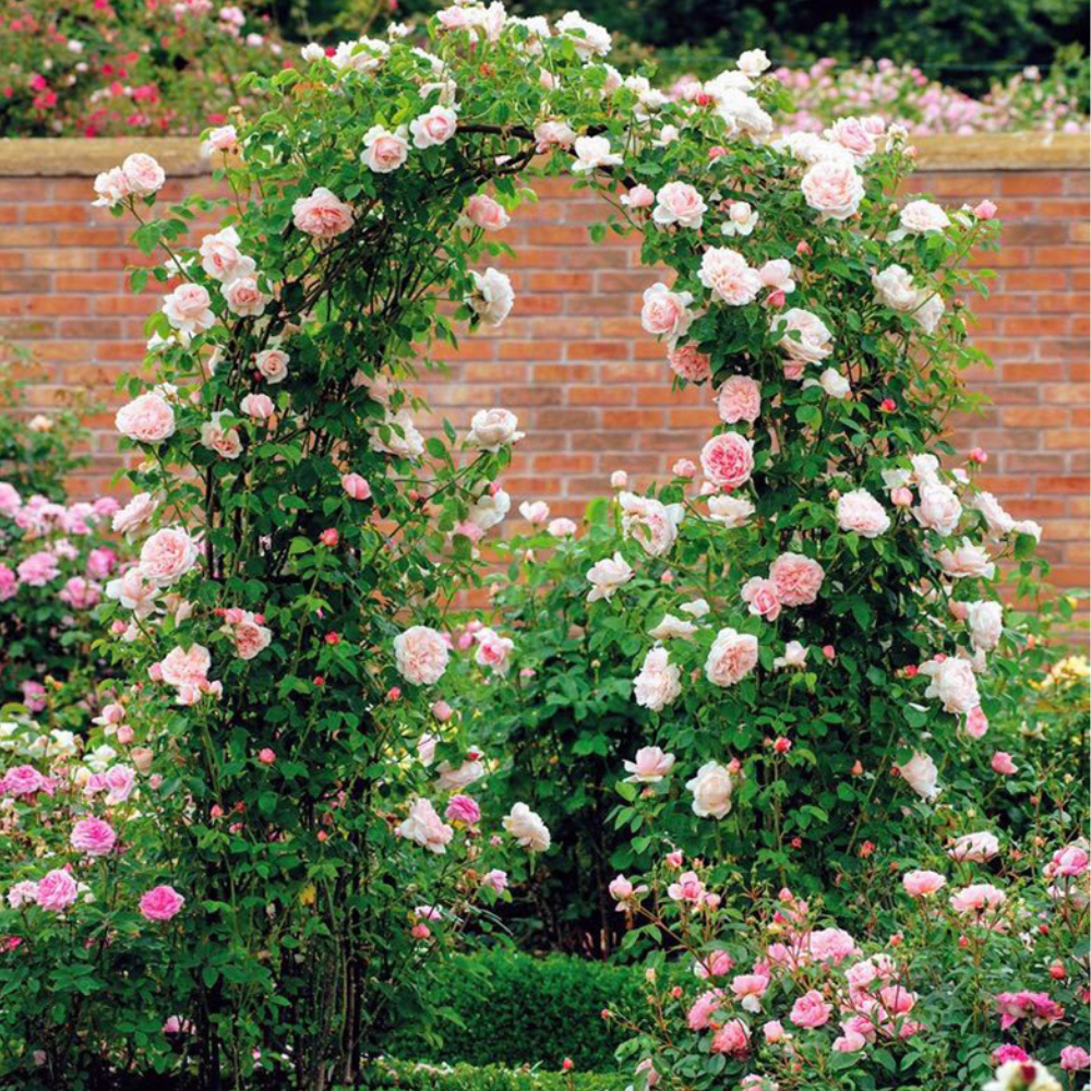 Wedding Garden Arch Arbor Trellis Archway for Climbing Plants Rack
