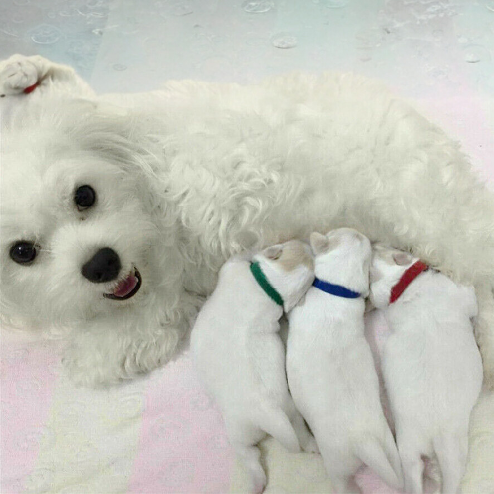 12 Colors Nylon Newborn Puppy Kitten Identification ID Collars