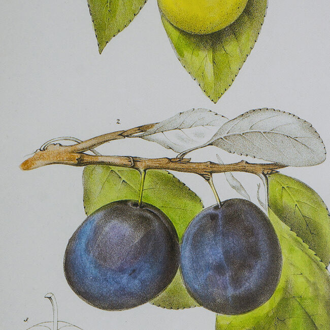 Botanical Wall Décor Set of 2 Black Frame Modern Wall Art