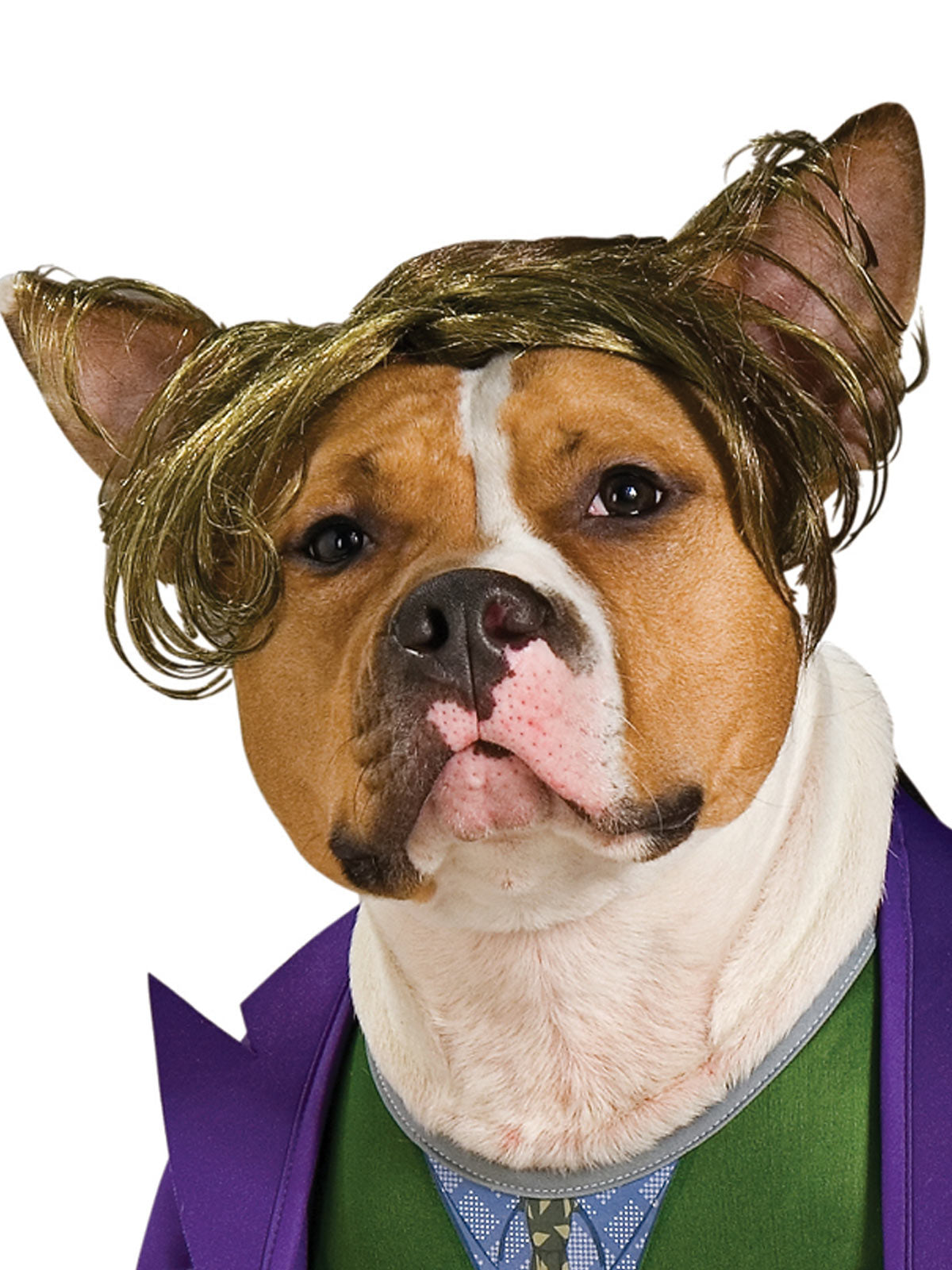 The Joker Pet Costume DC Comics Dog Outfit with Wig Jacket Shirt and Pants