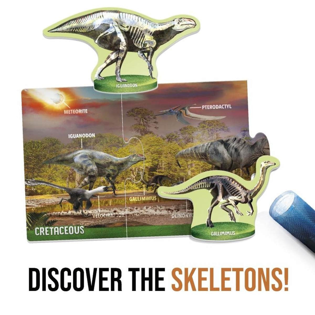 Headu Dinosaurs Under X-Ray Learning Flash Cards